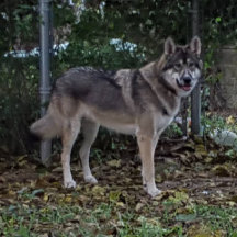 Wolfdogs