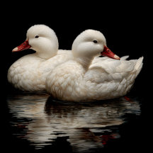 Ducks