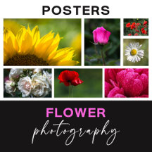 Flower Photography Posters