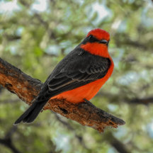 Male Vermilion Flycatcher 