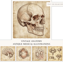 Vintage anatomy -  Antique medical illustrations
