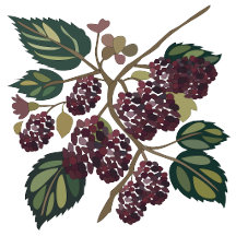 Mulberry Tree Mulberries 
