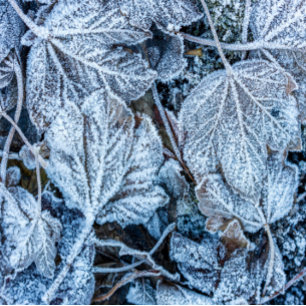 Christmas Celebration Blue Leaves Winter Holidays Short Table Runner