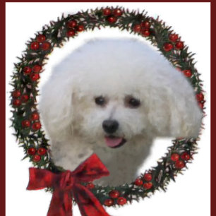 Bichon Frise Christmas Holiday Card