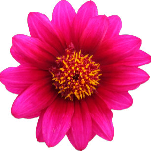 Mariage Pays Chic Purple Flower Invitation