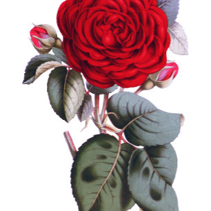 Chic Burgundy Red rose. Floral luxury Wedding Invitation