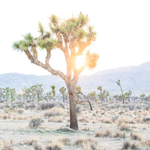 Elegant Boho Greenery Joshua Tree QR Code Wedding Enclosure Card