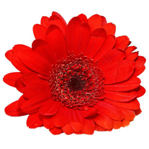 Red Gerbera Wedding Invitation Personalised