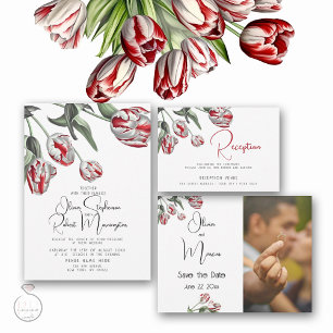 Photo Save the Date Red and White Tulips Postcard