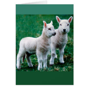 Sven & Ole Card