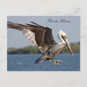 SW Florida Pelican Postcard