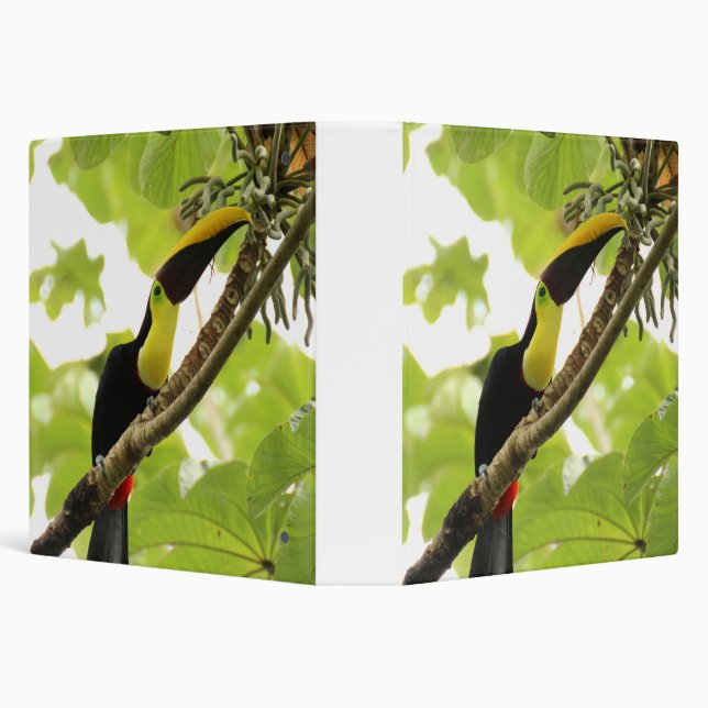 Swainson Toucan Exotic Bird Binder (Background)