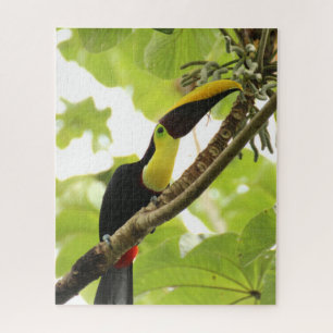 Swainson Toucan Exotic Bird Jigsaw Puzzle