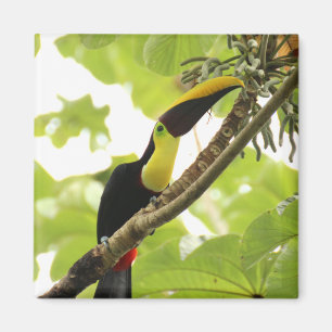 Swainson Toucan Exotic Bird Magnet