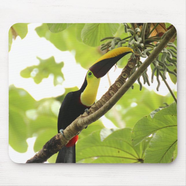 Swainson Toucan Exotic Bird Mouse Pad (Front)