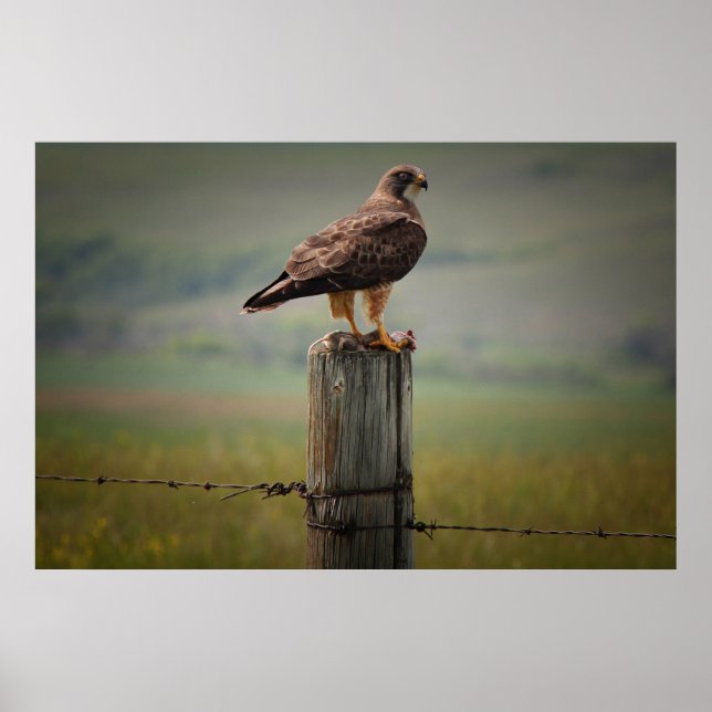 Swainson's Hawk With Its Kill Poster (Front)