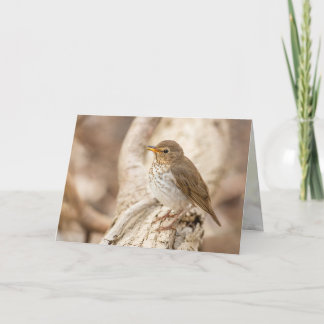 Swainson's Thrush Card
