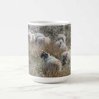 Swaledale ewes in cotton grass in Northhumberland  Coffee Mug