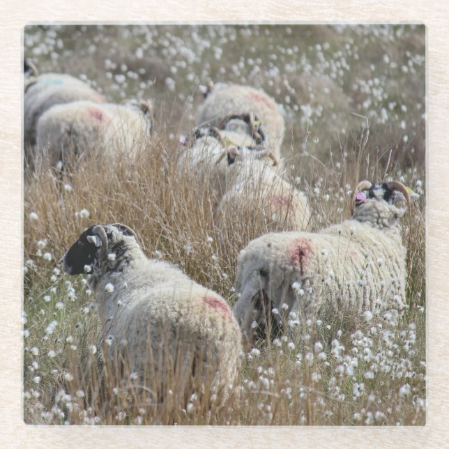 Swaledale ewes in cotton grass in Northhumberland  Glass Coaster (Front)