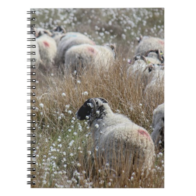 Swaledale ewes in cotton grass in Northhumberland  Notebook (Front)