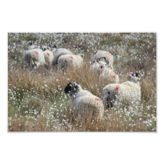 Swaledale ewes in cotton grass in Northhumberland  Photo Print