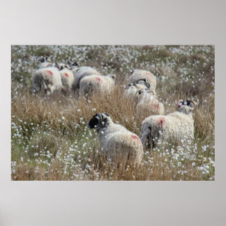 Swaledale ewes in cotton grass in Northhumberland  Poster