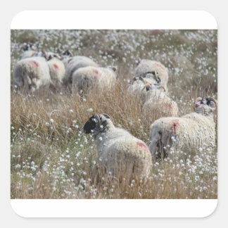 Swaledale ewes in cotton grass in Northhumberland  Square Sticker