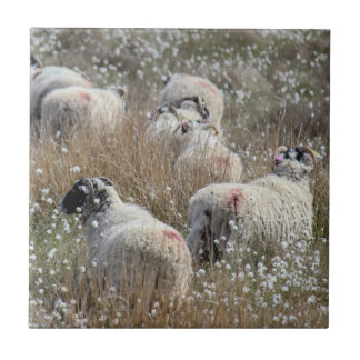 Swaledale ewes in cotton grass in Northhumberland  Tile
