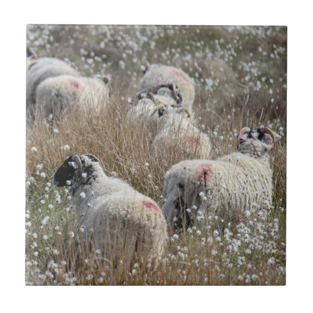 Swaledale ewes in cotton grass in Northhumberland  Tile (Front)