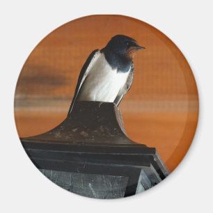 Swallow Bird on Lamp Photo  Round Magnet