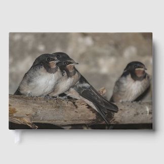 Swallow fledglings roosting on a branch  guest book