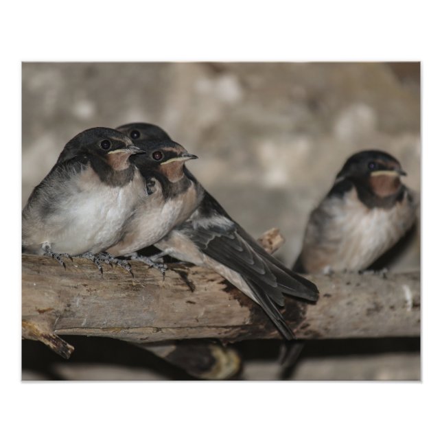 Swallow fledglings roosting on a branch  photo print (Front)