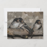 Swallow fledglings roosting on a branch 