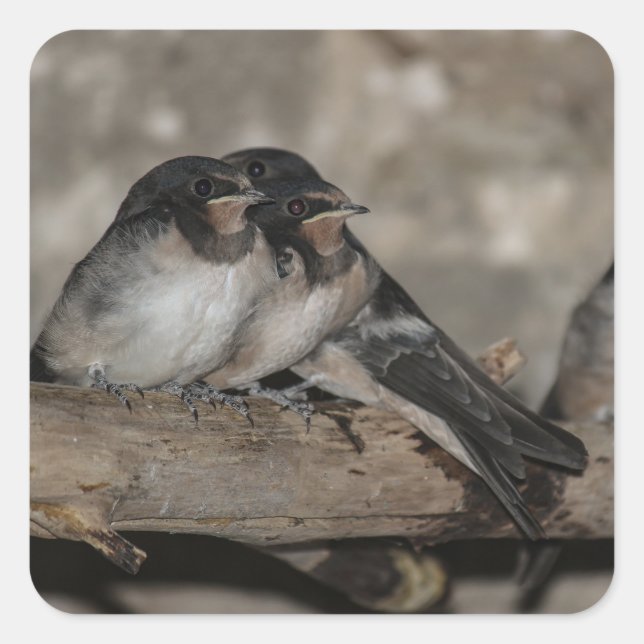 Swallow fledglings roosting on a branch  square sticker (Front)
