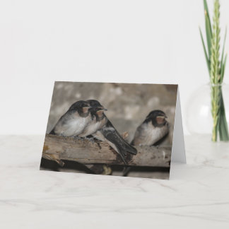 Swallow fledglings roosting on a branch  thank you card