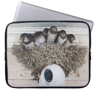 Swallow nestlings sitting in nest laptop sleeve