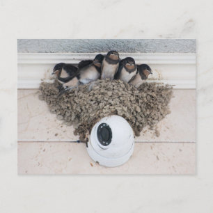 Swallow nestlings sitting in nest postcard