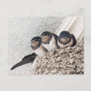 Swallow nestlings sitting in nest postcard