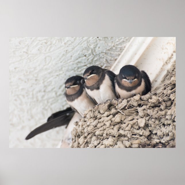 Swallow nestlings sitting in nest poster (Front)