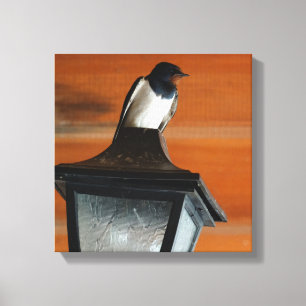 Swallow on a Lamp Photo Single Print Canvas