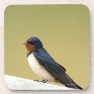 Swallow on a Wooden Ledge Coaster