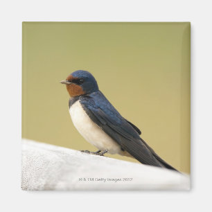 Swallow on a Wooden Ledge Magnet
