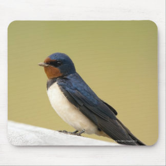 Swallow on a Wooden Ledge Mouse Pad