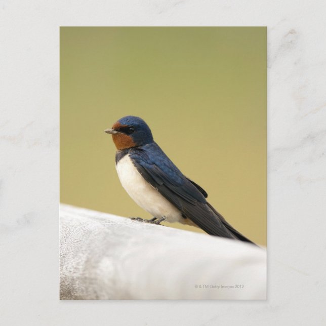 Swallow on a Wooden Ledge Postcard (Front)