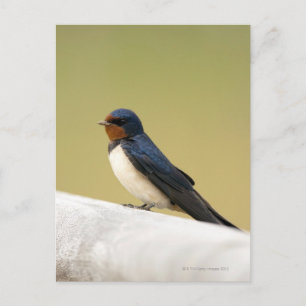 Swallow on a Wooden Ledge Postcard
