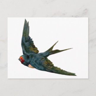 Swallow Postcard