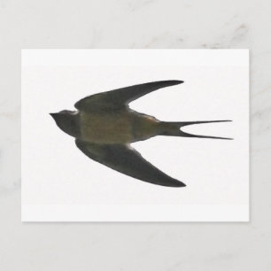 Swallow Postcard