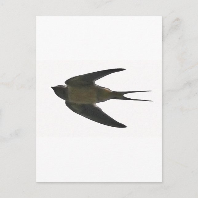 Swallow Postcard (Front)