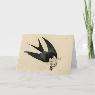 Swallow-tailed Hawk - Audubon's Birds of America Card
