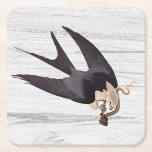Swallow Tailed Hawk with Snake on Rustic Grey Square Paper Coaster